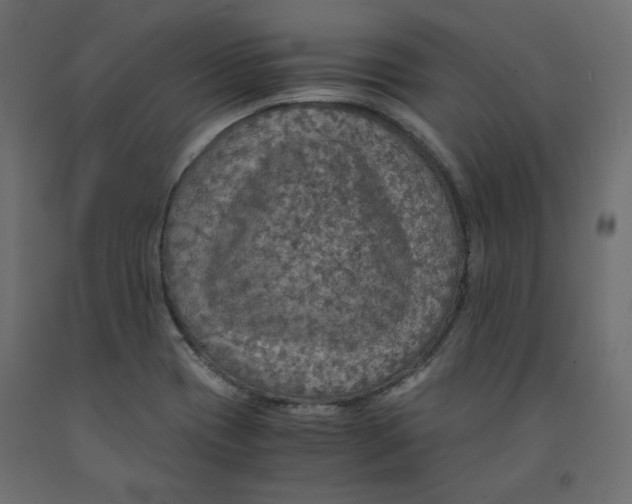 X0000091961417200710041019