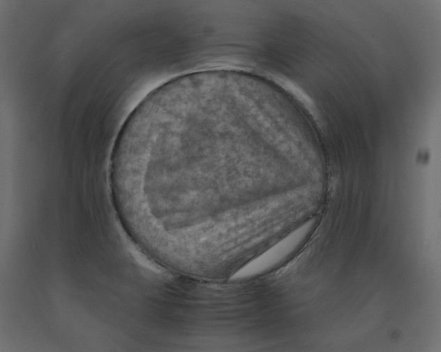 X0000091961423200710041019