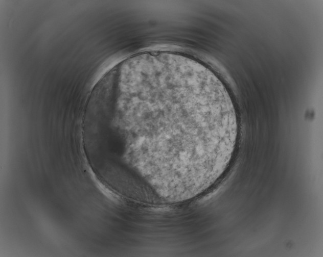 X0000091961425200710041019