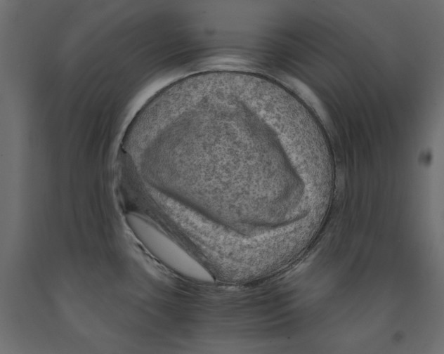 X0000091961435200710041019