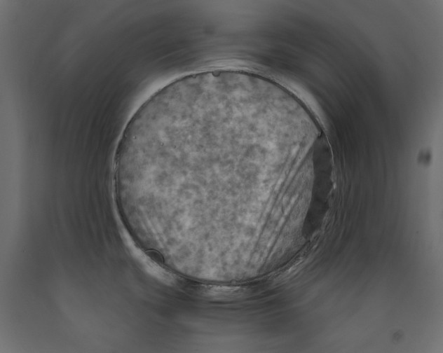 X0000091961439200710041019