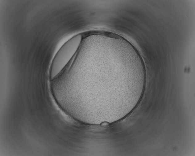 X0000091961440200710041019