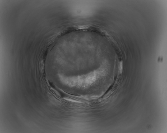 X0000091961443200710041019