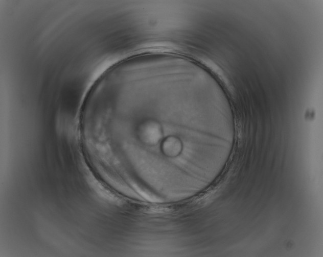 X0000091961466200710041018