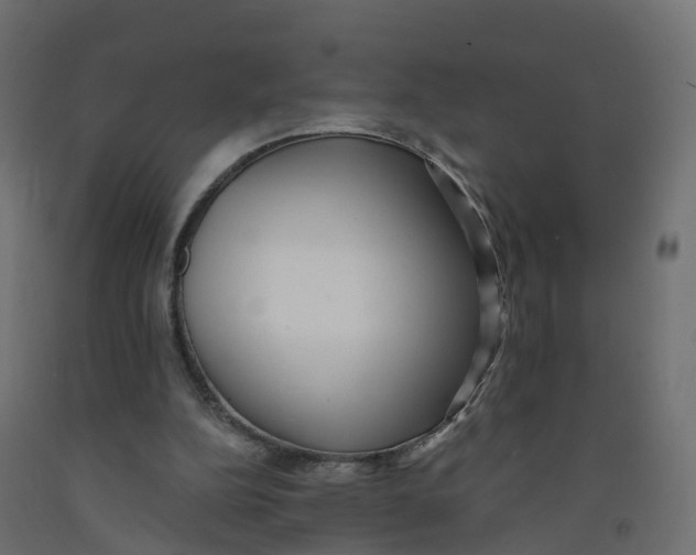 X0000091970152200710041056