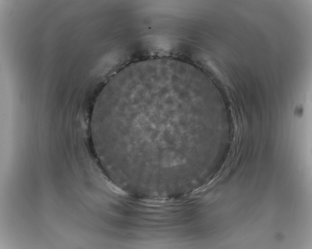 X0000091980661200709061356