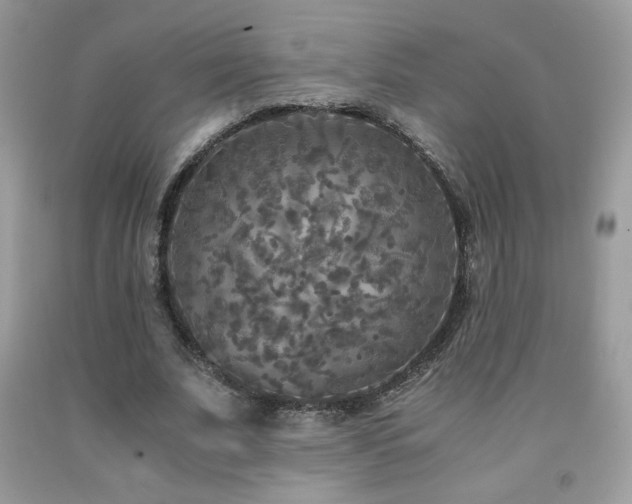 X0000091980679200709061355