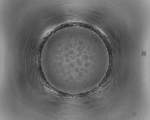X0000091980775200709061354