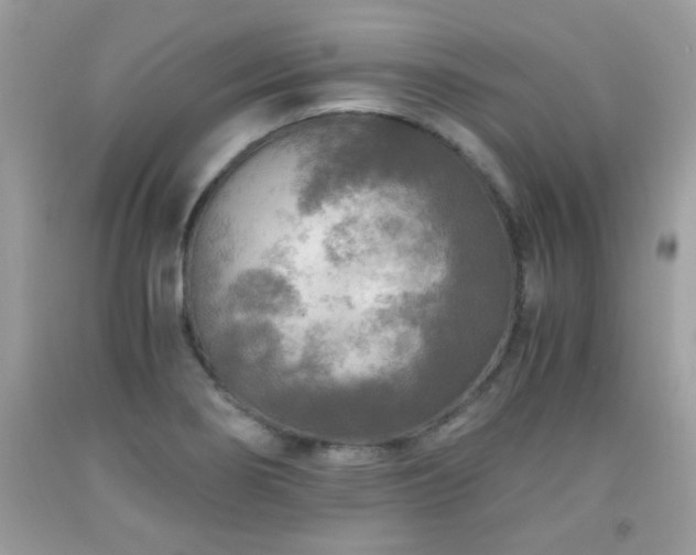 X0000091981274200709061346