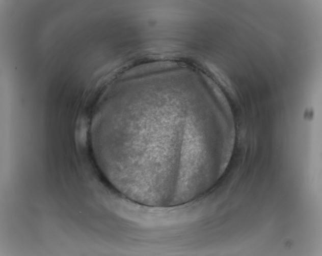 X0000091980026200709201436