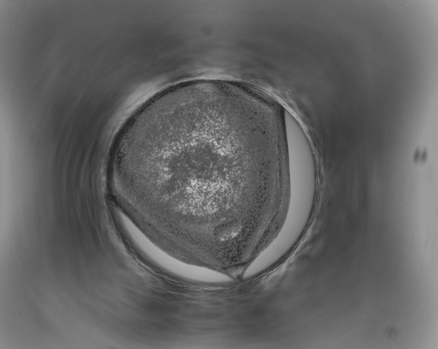 X0000091980055200709201435