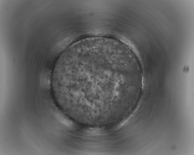 X0000091980065200709201435