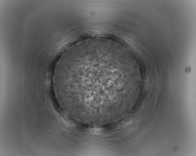 X0000091980695200709201427