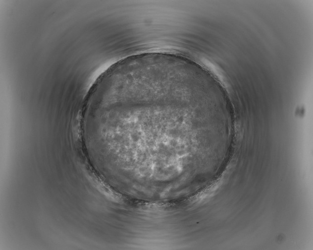 X0000091980875200709201424