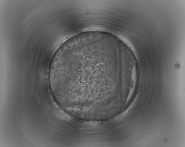 X0000091980937200709201423