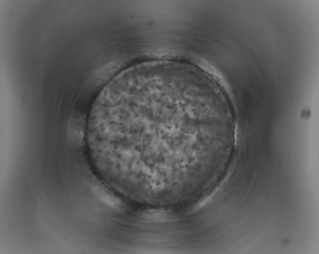 X0000091980065200709271436