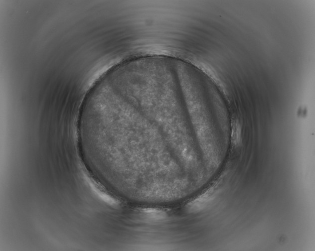 X0000091980390200709271431
