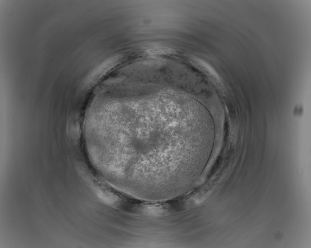 X0000091980405200709271431