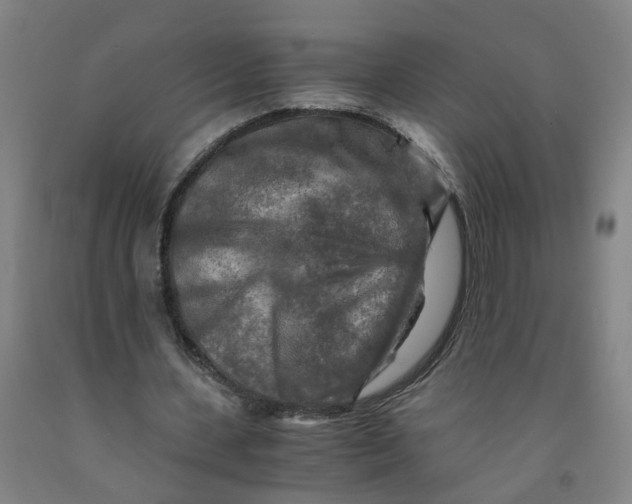 X0000091980531200709271429