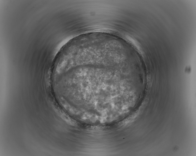 X0000091980875200709271425