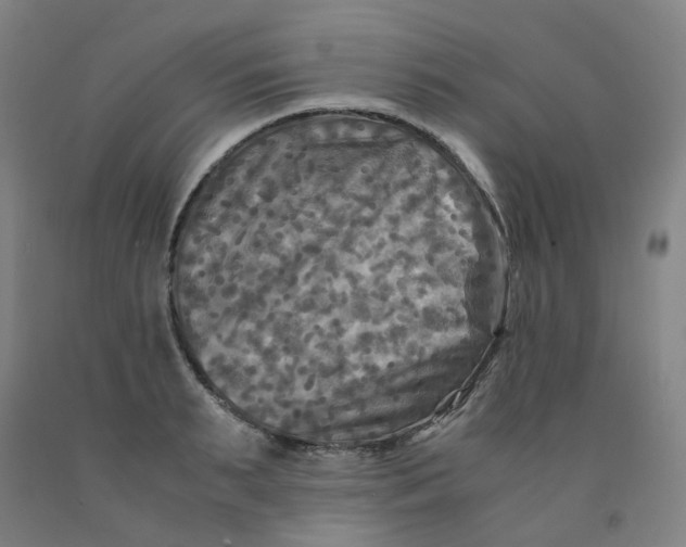 X0000091980895200709271424