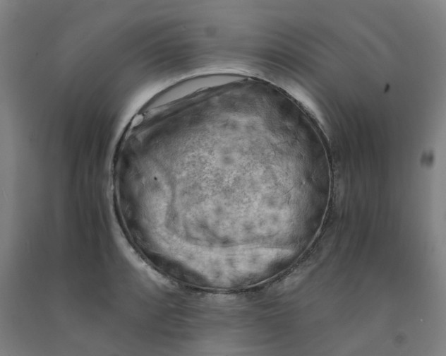 X0000091981088200709271422