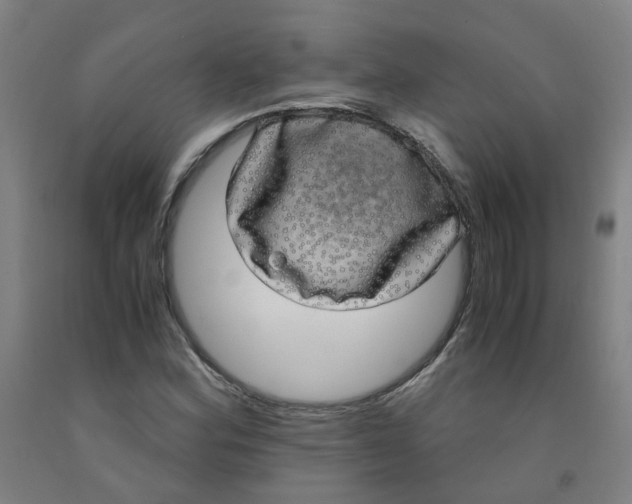 X0000091981164200709271421