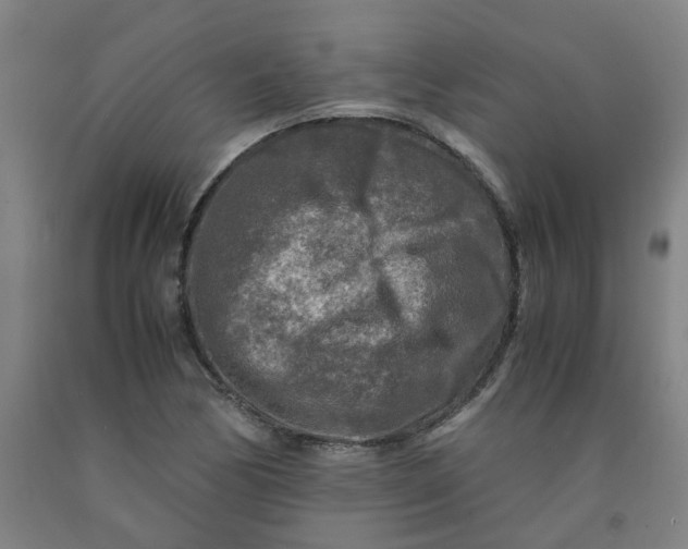 X0000091981170200709271421