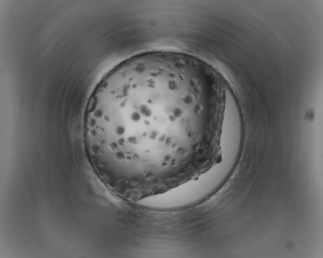 X0000091981240200709271421