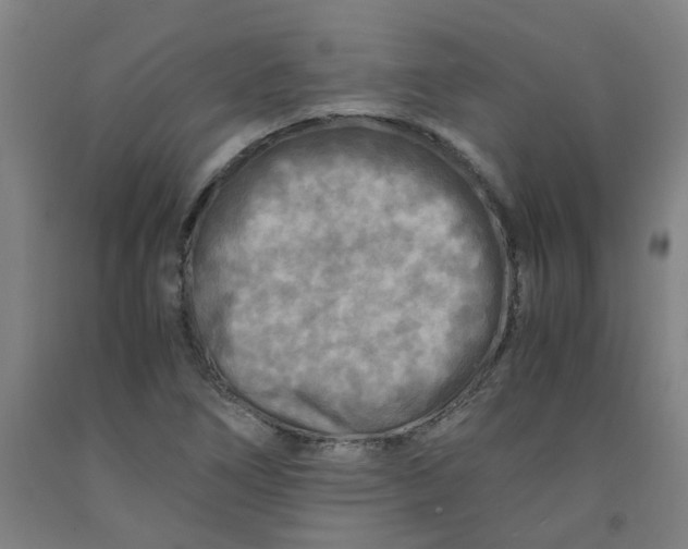 X0000091981266200709271420