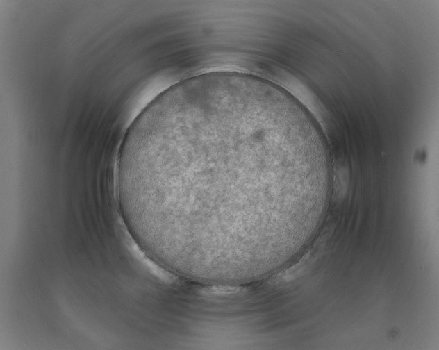 X0000091981290200709271419