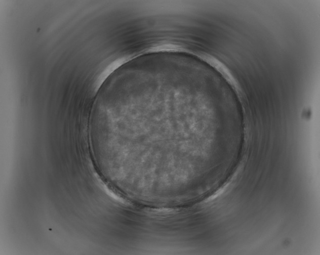 X0000091981337200709271419