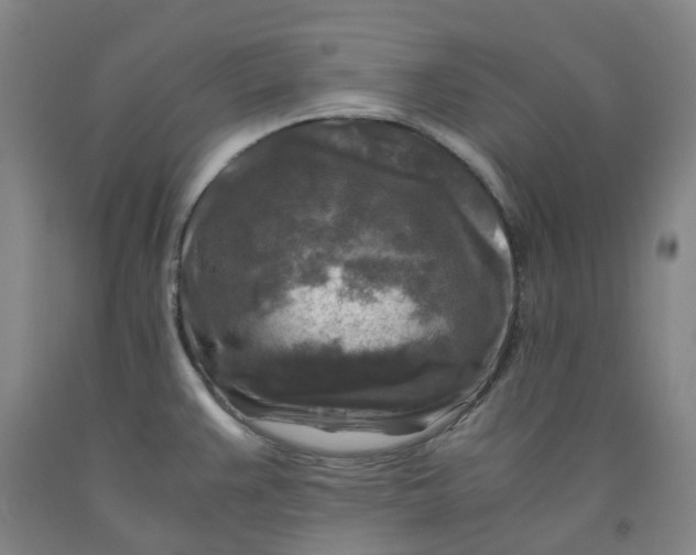 X0000091981383200709271418