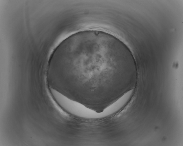 X0000091981525200709271417