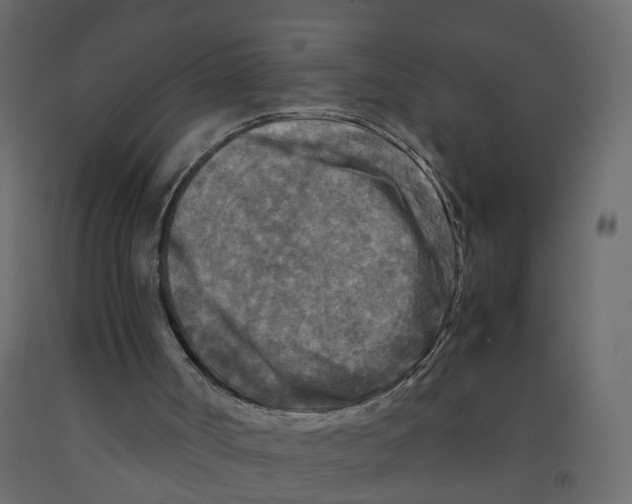 X0000091980002200710041119