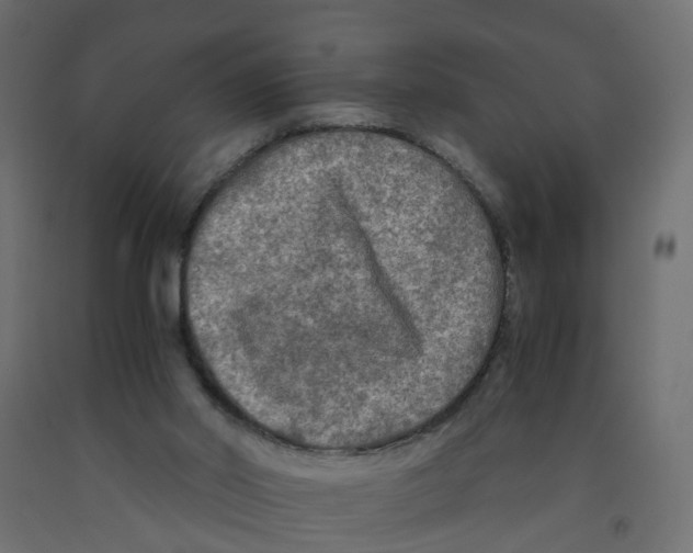 X0000091980014200710041119