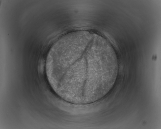 X0000091980026200710041119