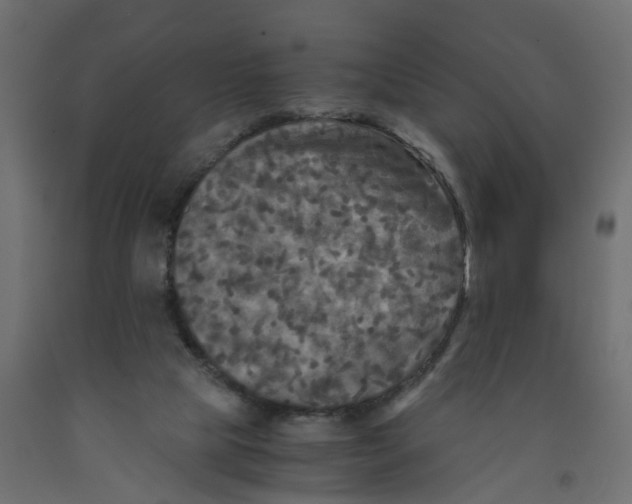 X0000091980065200710041118