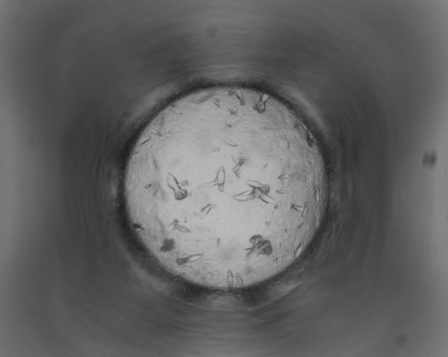 X0000091980115200710041118