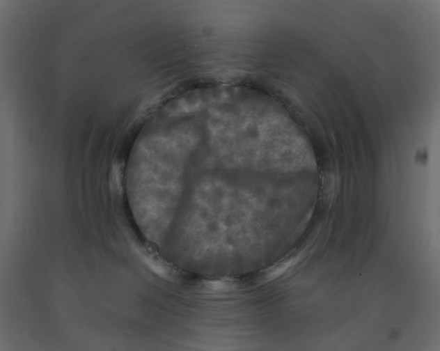 X0000091980286200710041116