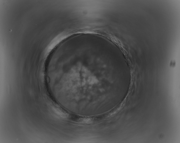 X0000091980295200710041115
