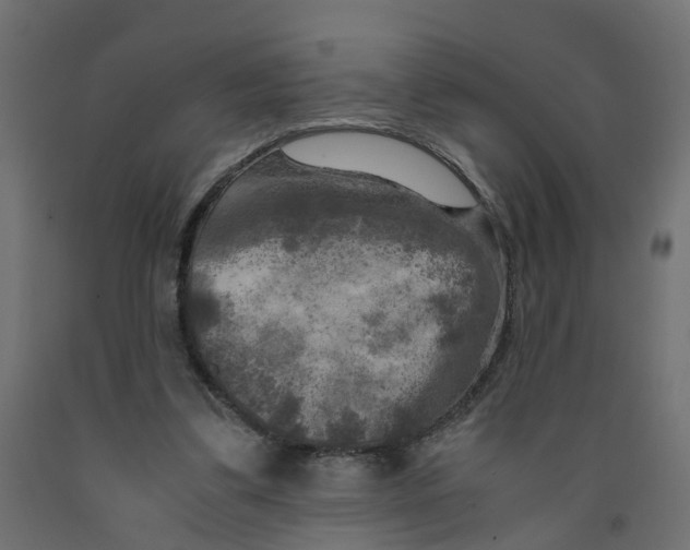 X0000091980299200710041115