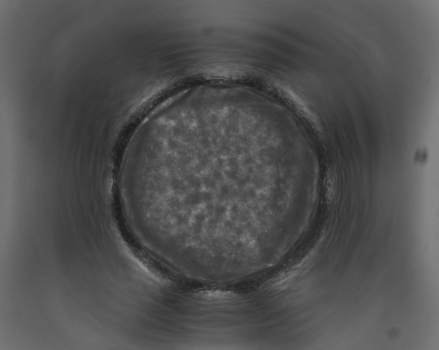 X0000091980637200710041110