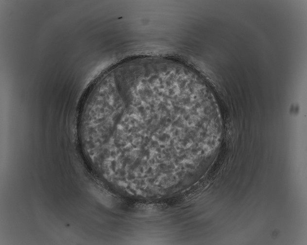 X0000091980679200710041110