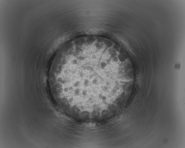 X0000091980687200710041110