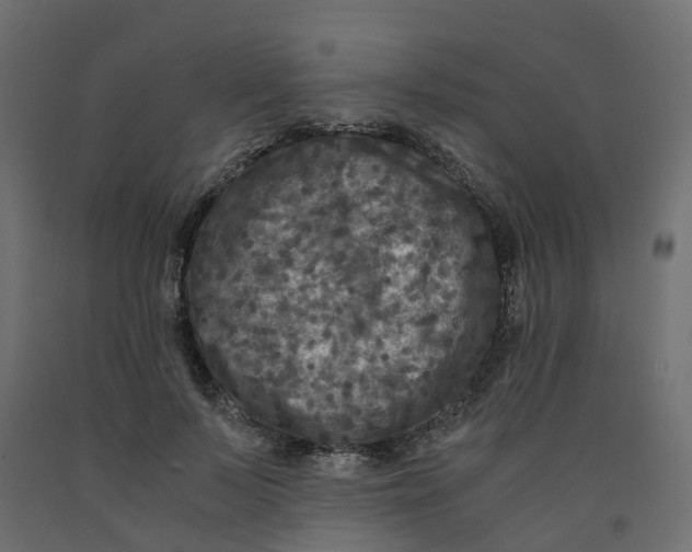 X0000091980695200710041110