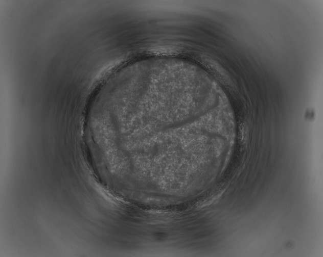 X0000091980733200710041109