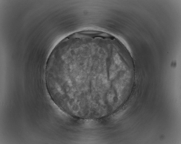 X0000091980903200710041107