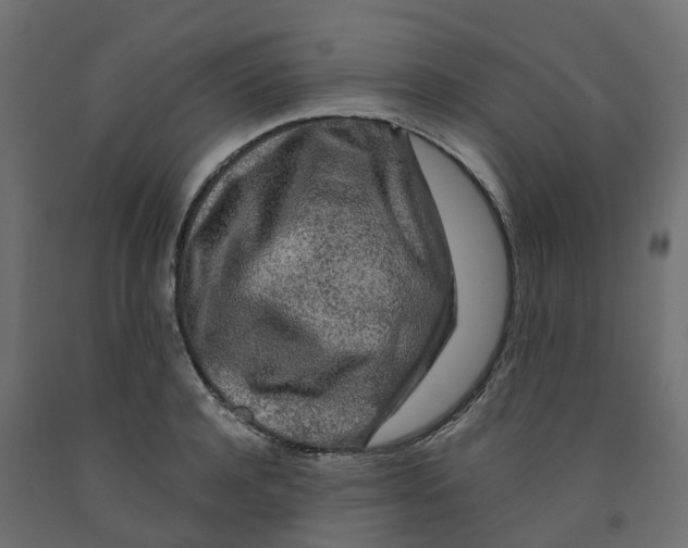 X0000091980944200710041107