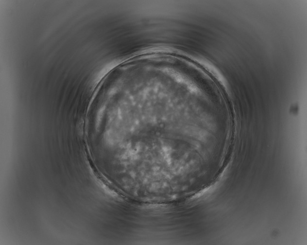 X0000091980953200710041107